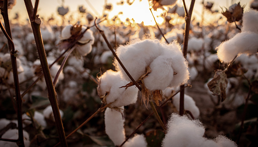Cotton – plant (photo)